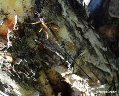 Ephialtes manifestator