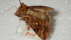 Autographa jota