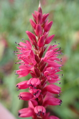 Bistorta amplexicaulis