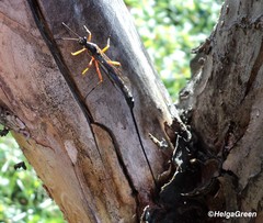 Ephialtes manifestator