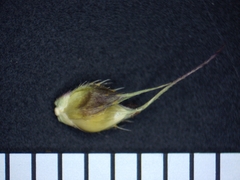 Echinochloa muricata microstachya