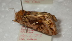 Autographa pulchrina