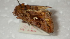 Autographa pulchrina