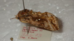 Autographa pulchrina