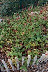 Bistorta amplexicaulis