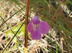 Agalinis divaricata
