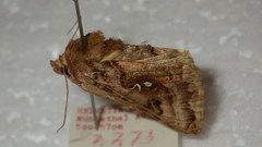 Autographa pulchrina