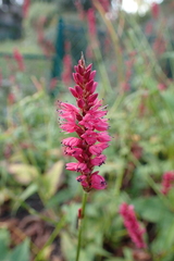 Bistorta amplexicaulis