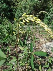 Crotalaria trichotoma
