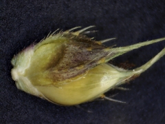 Echinochloa muricata microstachya