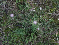 Centaurea deusta