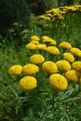 Tanacetum vulgare