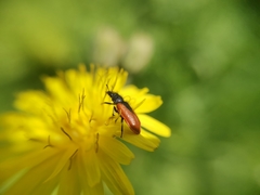 Arthrobrachus nigromaculatus