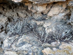 Astrolepis cochisensis