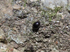 Simplocaria