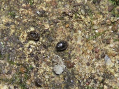Simplocaria