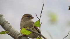 Passer domesticus