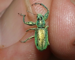 Hadromeropsis opalina