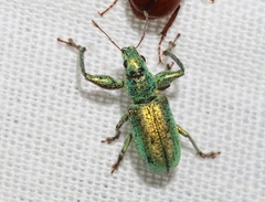 Hadromeropsis opalina