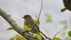 Passer domesticus