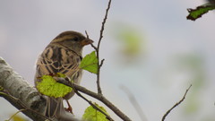 Passer domesticus