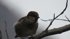 Passer domesticus