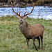 Red Deer - Photo (c) andrewmelton, some rights reserved (CC BY-NC), uploaded by andrewmelton