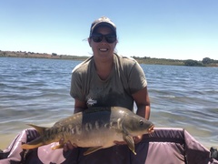 Cyprinus carpio carpio