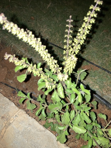 Ocimum tenuiflorum iNat (3)
