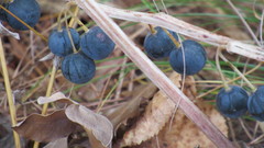 Polygonatum multiflorum