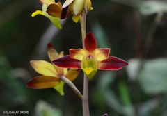 Eulophia pratensis