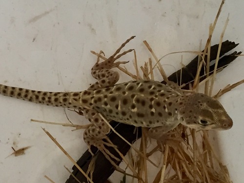 Long-nosed Leopard Lizard