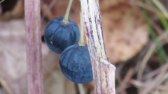 Polygonatum multiflorum