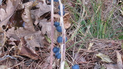 Polygonatum multiflorum