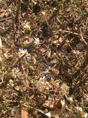 Apis mellifera