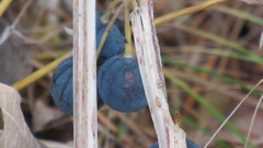 Polygonatum multiflorum