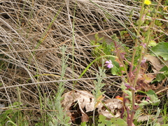 Malcolmia littorea