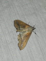 Diaphania fumosalis