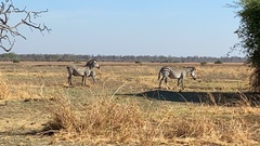 Equus quagga crawshayi