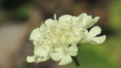 Scabiosa ochroleuca