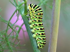 Papilio machaon