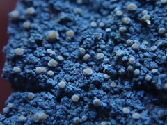 Protopannaria pezizoides