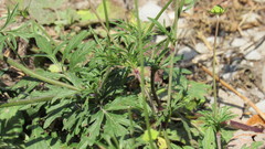 Scabiosa ochroleuca