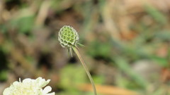 Scabiosa ochroleuca
