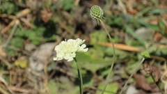 Scabiosa ochroleuca