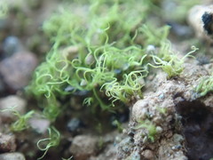 Trichodon cylindricus