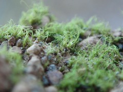 Trichodon cylindricus