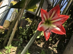 Hippeastrum vittatum