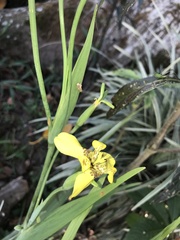 Hippeastrum vittatum