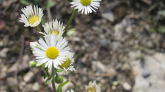 Erigeron strigosus